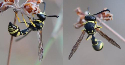 Eumenes sp.